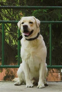 Ищет новый дом замечательный, ласковый , красивый лабрадор Макс 6 лет Ищет новый дом замечательный, ласковый , красивый лабрадор Макс 6 лет