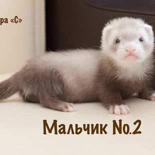 Продам хорька Продам хорька