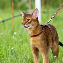 Абиссинский кот для вязок