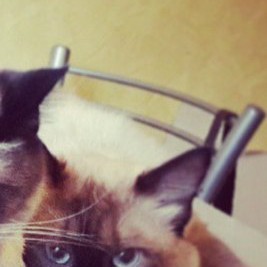 ОТДАМ КОТИКА ОТДАМ КОТИКА
