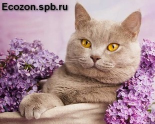 Кошачий дезинфектор Кошачий дезинфектор