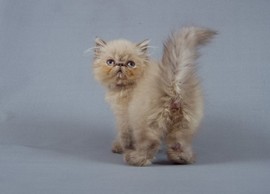 Гималайский котенок с голубыми глазами