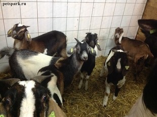 Продам Англо Нубийских коз Продам Англо Нубийских коз