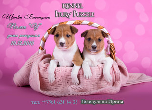 Продаются щенки басенджи. Продаются щенки басенджи.
