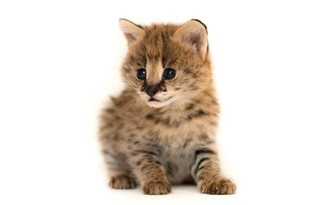 Продам котят степного сервала из питомника Продам котят степного сервала из питомника