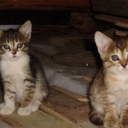 Симпатичные котята ,Умные Симпатичные котята ,Умные