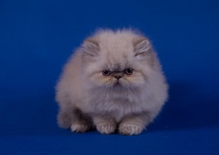 Гималайский котенок Гималайский котенок
