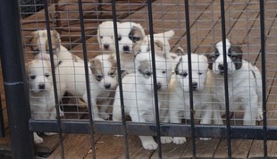 Продаются щенки азиаты Продаются щенки азиаты