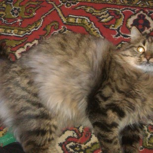 Отдам кота в хорошие руки срочно Отдам кота в хорошие руки срочно