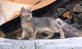 Абиссинский котенок голубого окраса