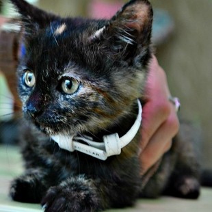Котёнок Варя в лучшие руки