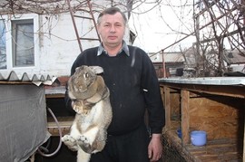 Продам кроликов породы Немецкий Ризен Великан