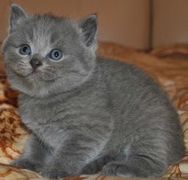 Британские,голубые котята