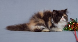Кошечка приносящая удачу