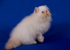 Cream Point Persian male