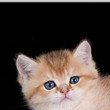 My Avatar