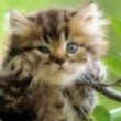 My Avatar