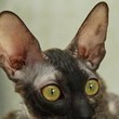 My Avatar