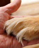 Vet home help