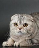 Питомник шотландских короткошерстных кошек