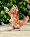 Коты