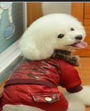 dogishop