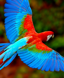 afrikanparrot