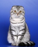 Питомник шотландских кошек