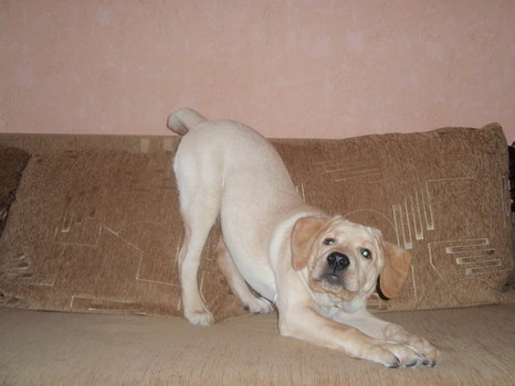 Oskar