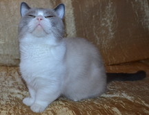 Лёва