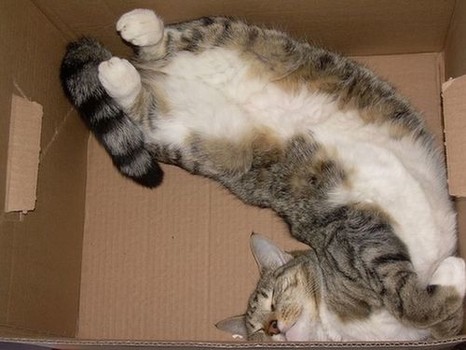 Кот