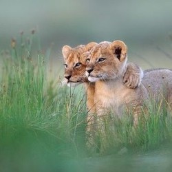 Кот
