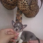 продам щенков чихуахуа