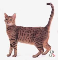 Бенгальская короткошерстная