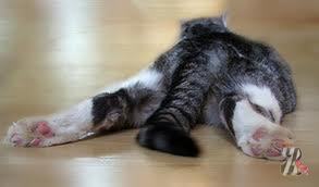 Блохи у кота