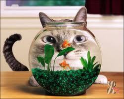 Температура у кота